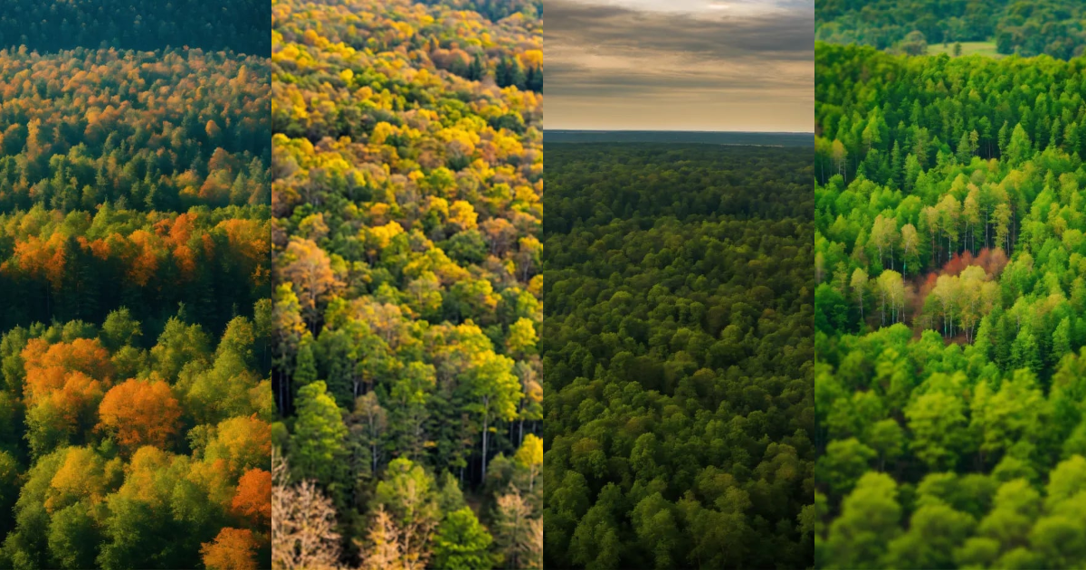 Lexica - A forest seen from the sky