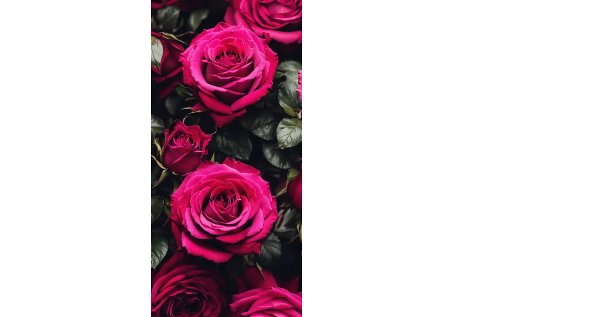 Lexica - Dark pink Roses in a dark, gothic aesthetic